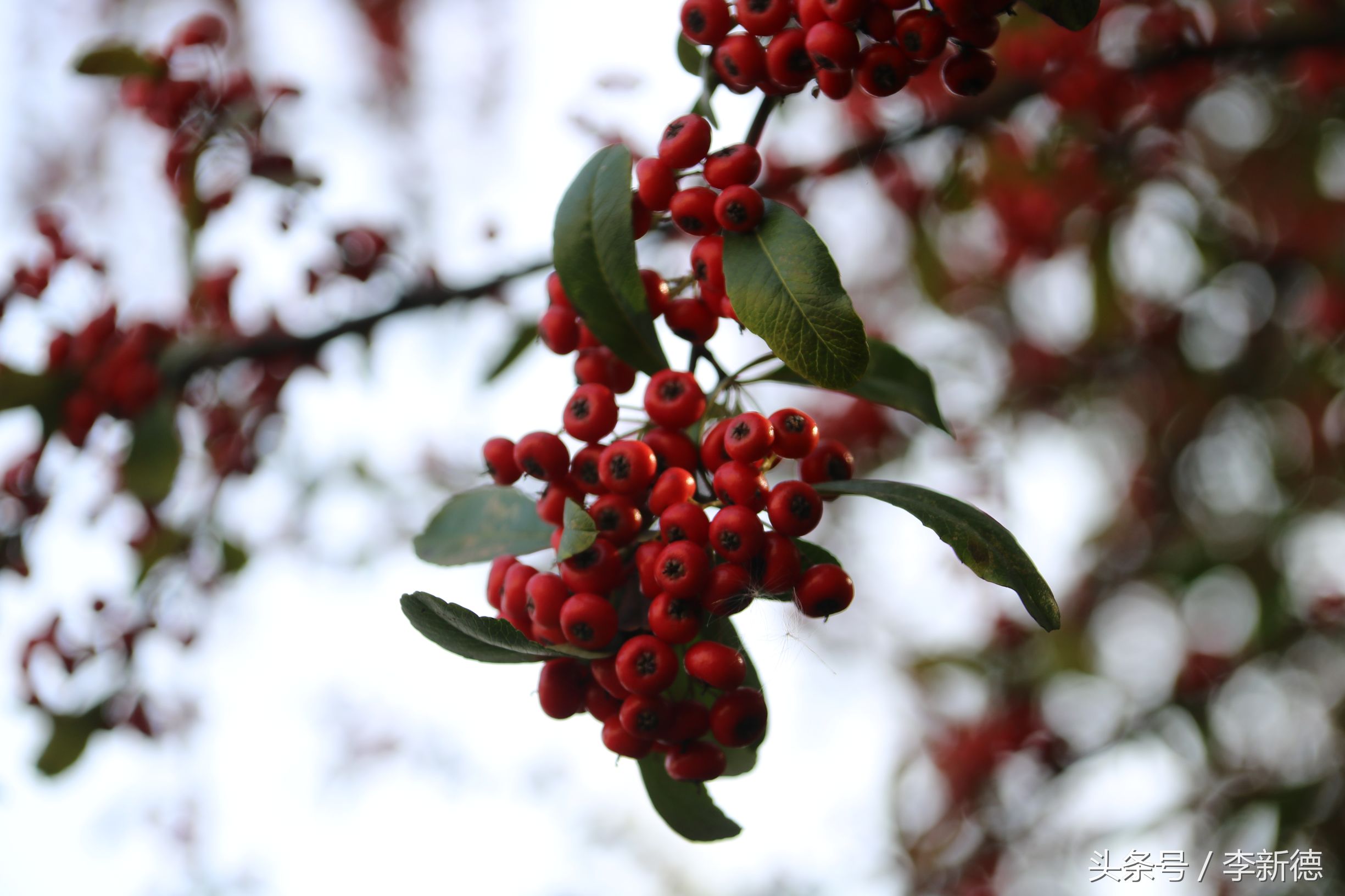 佳能18-200与腾龙16-300画质比较,佳能80d18-135跟腾龙18-200哪个好