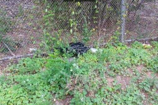 女子把狗扔在门外,女子把狗狗放阳台后续