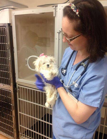 女子把狗扔在门外,女子把狗狗放阳台后续