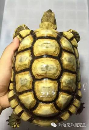 苏卡达生长快吗,如何辨别激素苏卡达