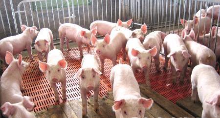 大型养殖基地和散养户种羊区别,大型养殖企业和范围养殖场的区别