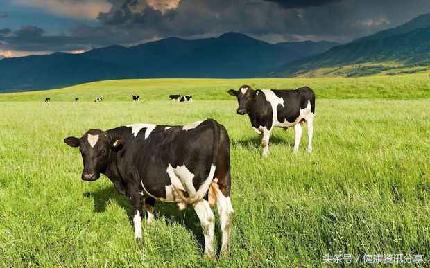 新西兰中老年奶粉推荐,新西兰奶粉查防伪