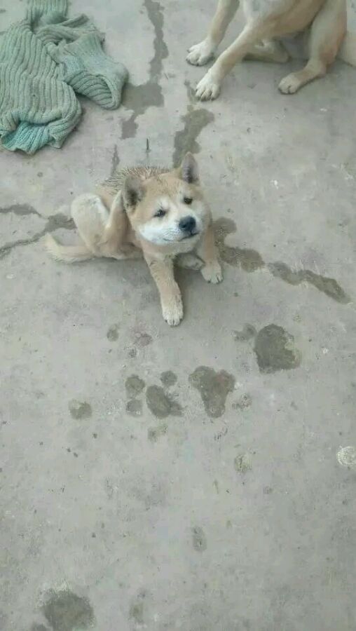 中华田园犬像日本人,农村中华田园犬和柴犬