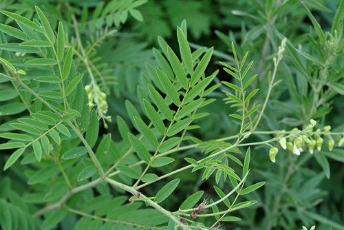 民间土方止痒的野草有哪些,田里的野草可以用来干什么