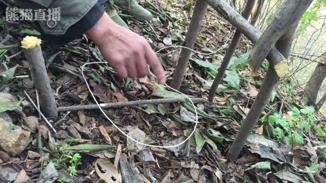野外生存捕猎最常见的吊脚套陷阱，对付山鼠那是来一只逮一只