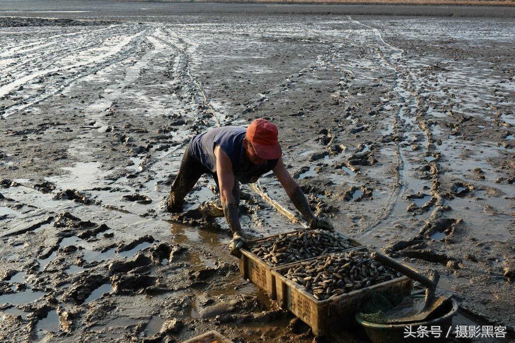 用有洞的铲子赶海抓蛏子,潜水抓蛏子怎样抓的最多