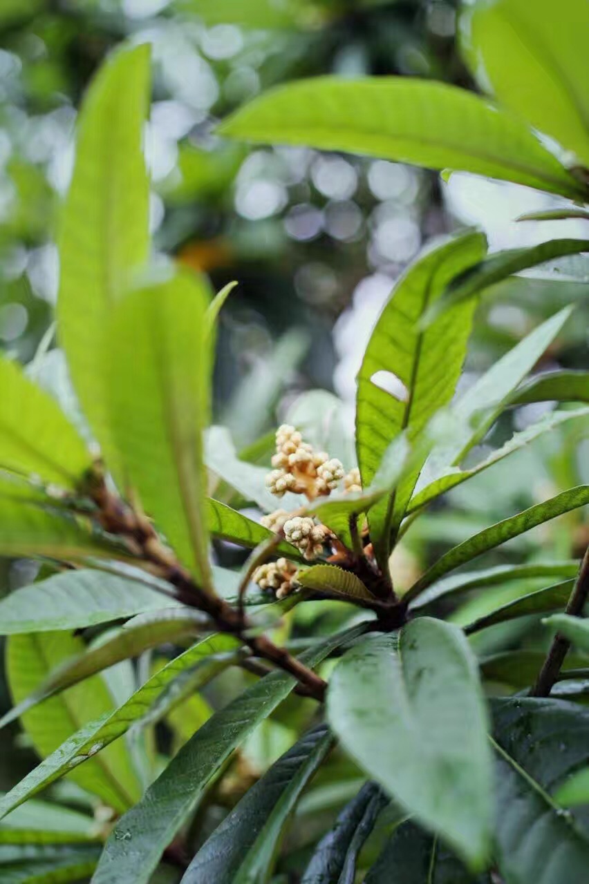 苏州西山岛枇杷蜜,金庭枇杷膏