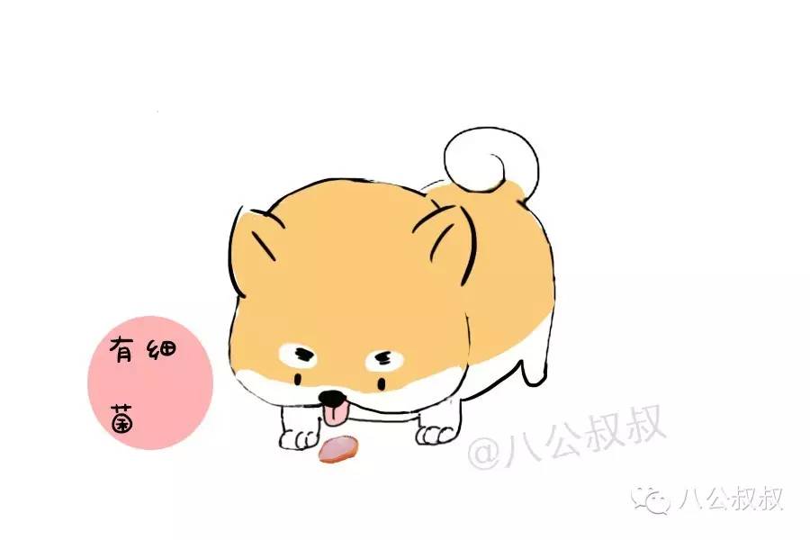 涨姿势·警惕！不感染猫咪，只感染狗狗的钩体病