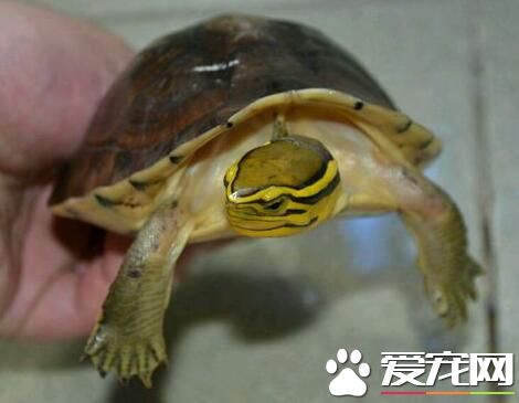 安布闭壳龟怎么养饲养环境以及饮食的注意事项