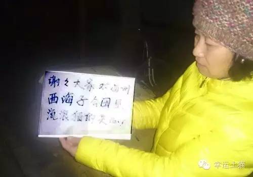 带喂了2年的流浪猫回家过年,公园里的流浪猫吃饱了