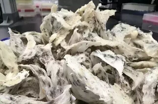 即食燕窝可以入境日本吗,花胶燕窝鲜贝海参进货渠道