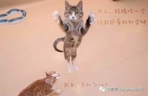 会拍猫的都是好小伙｜你说这些猫咪这么美，我说是的！