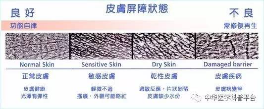 每天都在洗，皮肤这道“城墙”是怎样建成的