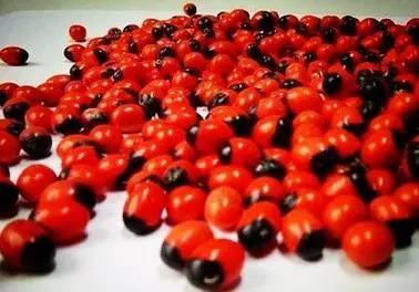 误食相思子解决办法,相思子误食可以查出来嘛