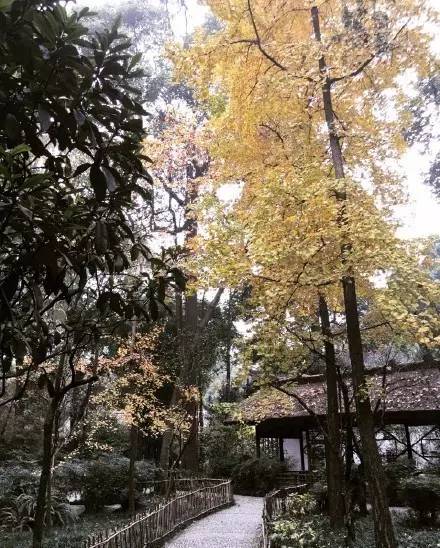 成都最后的银杏,成都附近最值得看的银杏