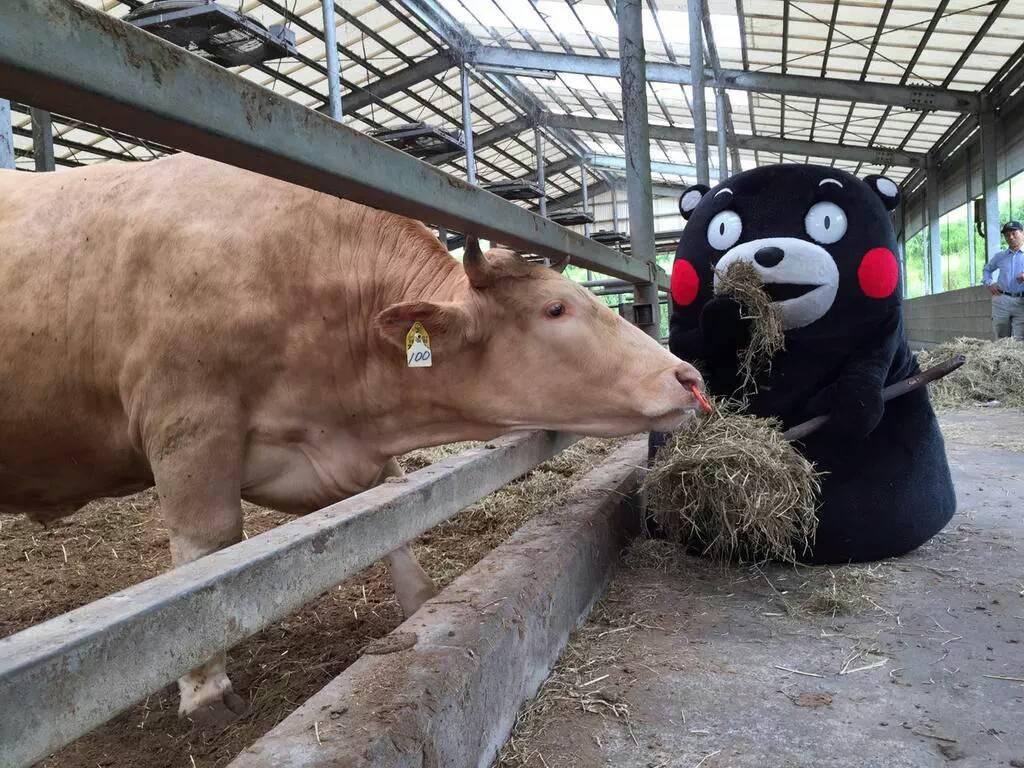 熊本熊给熊本县带来的效应,熊本县的熊本熊