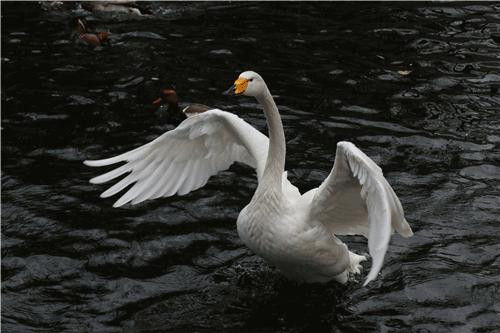 定位专业,佳能eos5dmarkiv