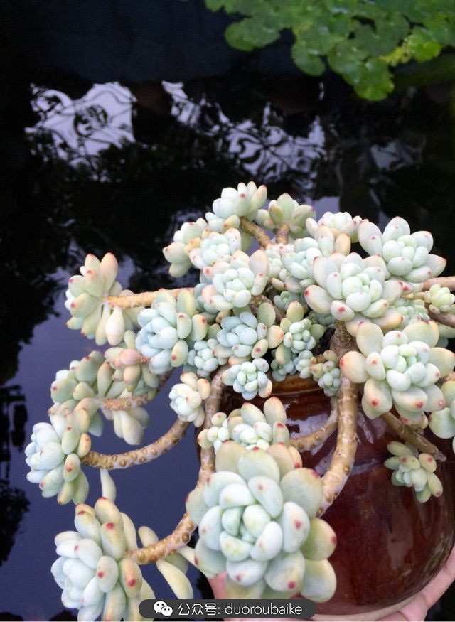 劳尔罗琦很香吗,劳尔与罗琦