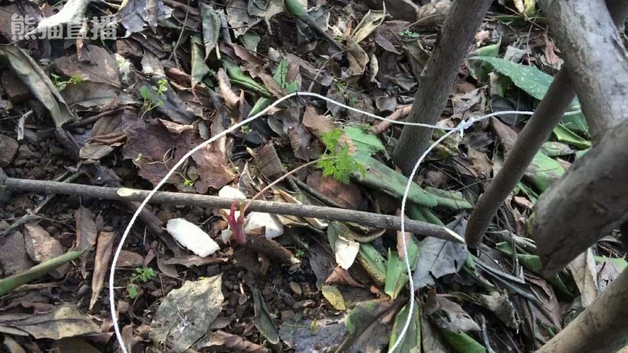 野外生存捕猎最常见的吊脚套陷阱，对付山鼠那是来一只逮一只