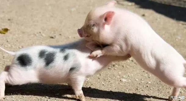 小猪咬架原因及解决方法,小猪相互咬尾巴需要喂什么药