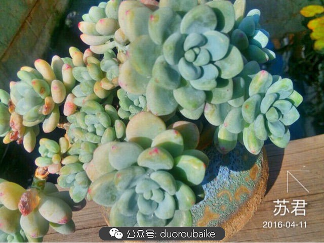 劳尔罗琦很香吗,劳尔与罗琦