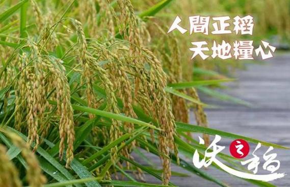 方正大米是什么品牌,优质大米方正大米