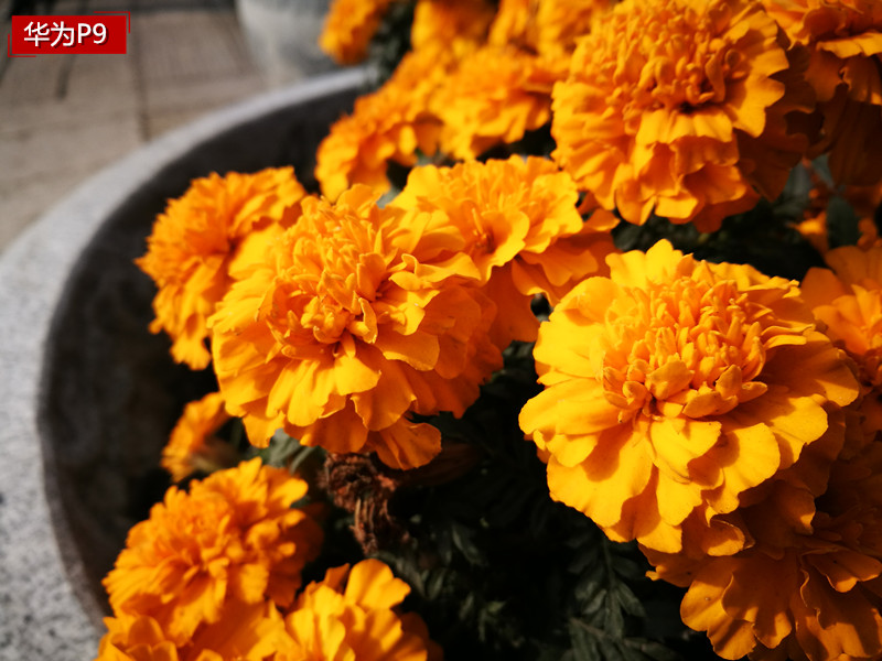 它有的不仅仅是双摄！vivoX9两周使用体验谈