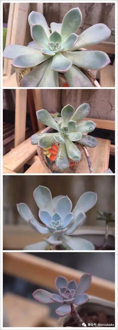 养肉肉的感悟,养多肉谨记好3招专治多肉难上色