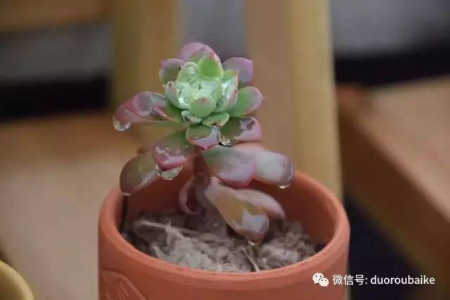 养肉肉的感悟,养多肉谨记好3招专治多肉难上色