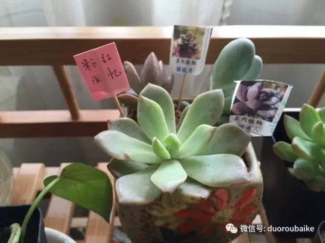 养肉肉的感悟,养多肉谨记好3招专治多肉难上色