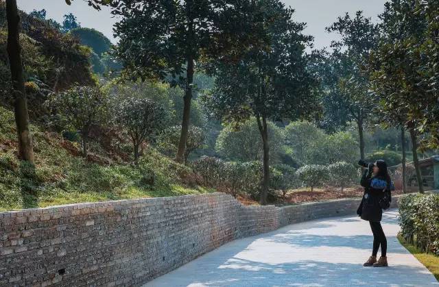 九峰万亩茶园,九峰森林动物园好不好玩