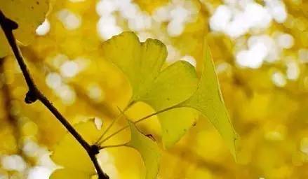 成都最后的银杏,成都附近最值得看的银杏