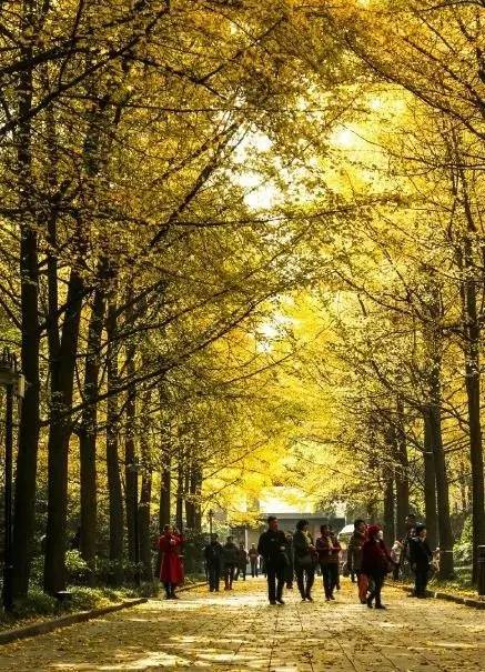 成都最后的银杏,成都附近最值得看的银杏