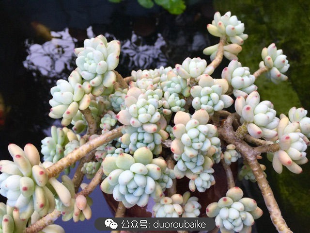 劳尔罗琦很香吗,劳尔与罗琦