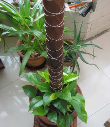 绿萝柱自己动手做就可以！不用再花那冤枉钱了~