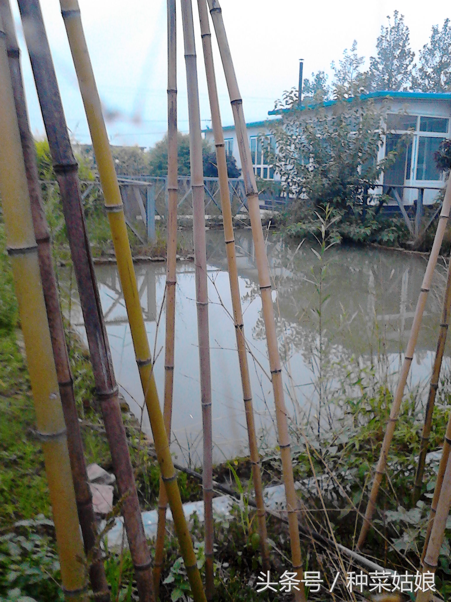 师妹从农村实践回来，说她再也不要学蔬菜