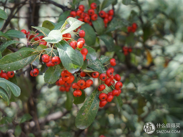 vivox9最强自拍,vivox9测评2016年