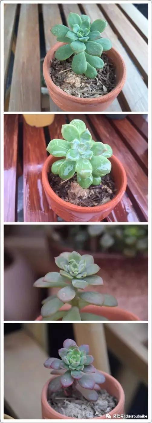 养肉肉的感悟,养多肉谨记好3招专治多肉难上色