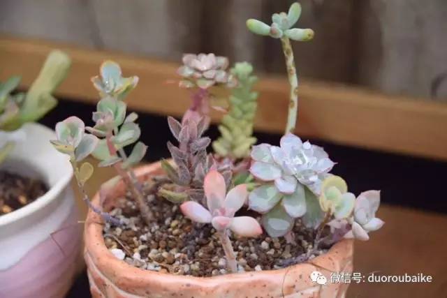 养肉肉的感悟,养多肉谨记好3招专治多肉难上色