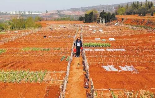 悠然阳城全景图,悠然游阳城