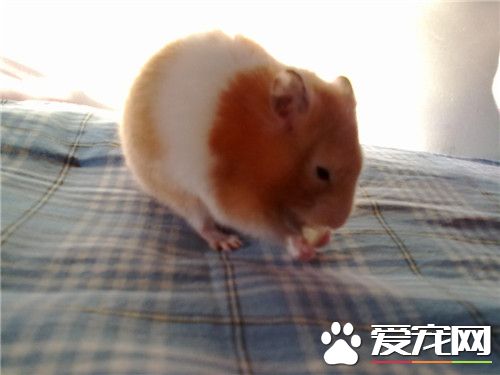 金丝熊什么样子最健康,金丝熊怎么样才算是有光泽