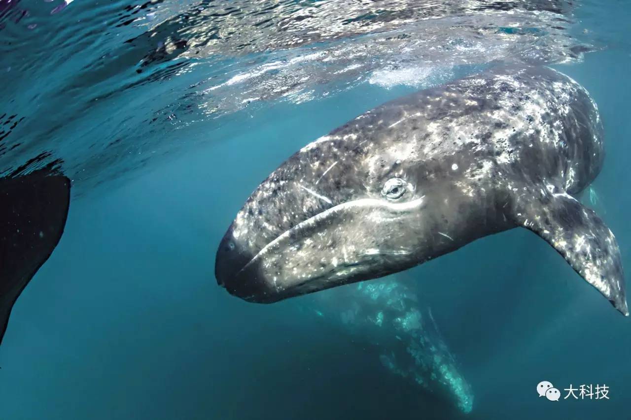 灰鲸主动求救最后救了没有,灰鲸为什么要迁移呀