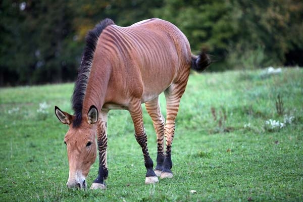 斑马和普通的马在一起后生下的马长什么样？