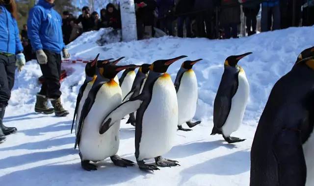 第一次到日本走什么通道,去北海道怎么走最合适