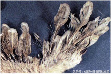 通过鸡的眼睛判断健康状况,鸡弓背翅膀下垂什么病