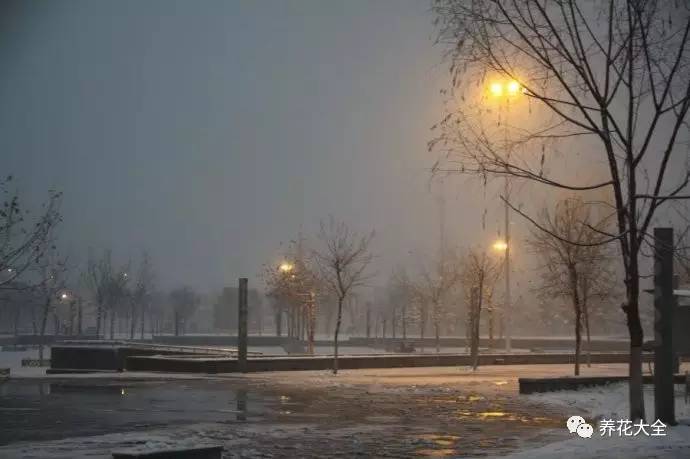 雪水、食盐、白糖、维生素，能让花枝繁叶茂，你信不信？