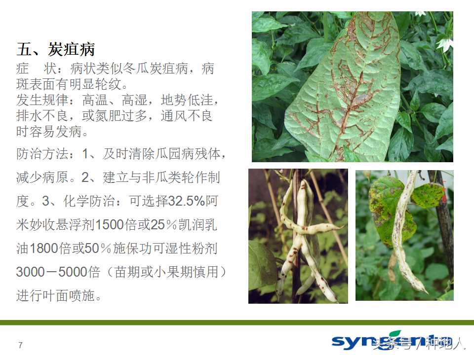 豆角种植防病方法,长豆角病虫害防治用什么农药