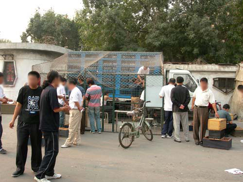 信鸽比赛全过程记录,信鸽比赛归巢全过程视频