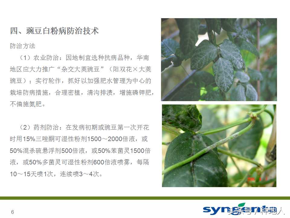 豆角种植防病方法,长豆角病虫害防治用什么农药