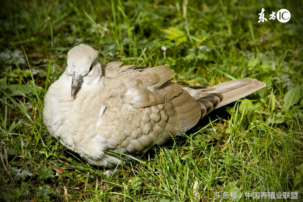 特种养殖业养什么最好,特种养殖要注意哪些问题